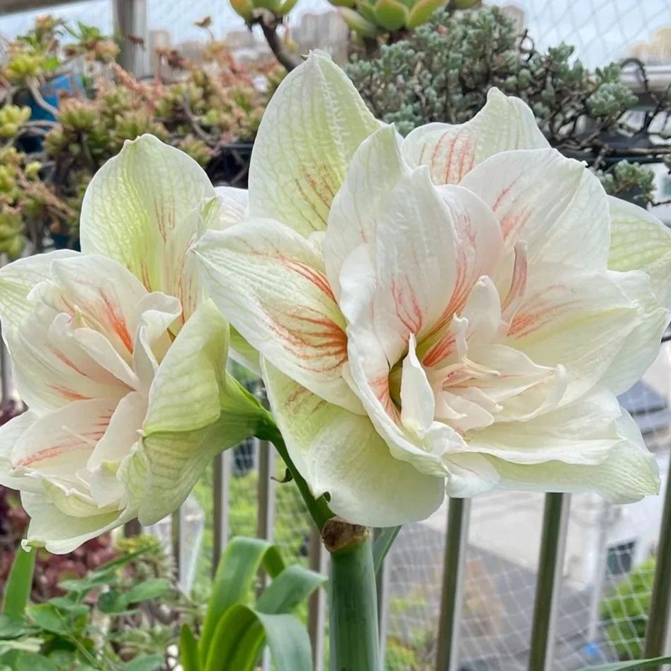 🌺Tropical and easy to grow flower bulbs🌸Striped Barbados lily🫧50% OFF