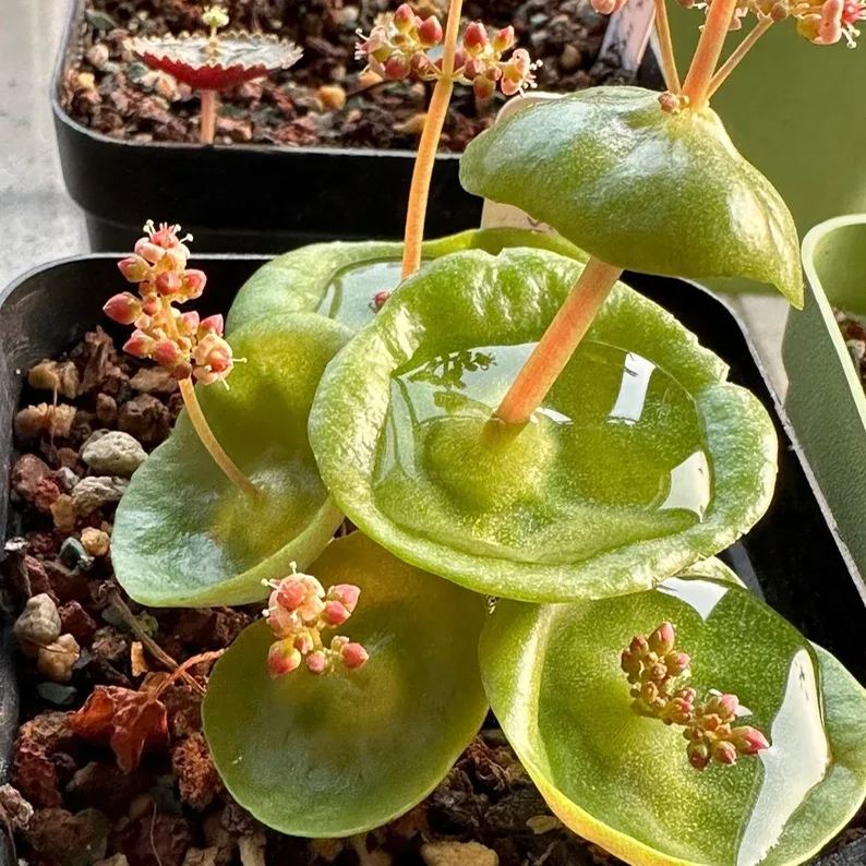 Rare Crassula Umbella "Wine Cup"