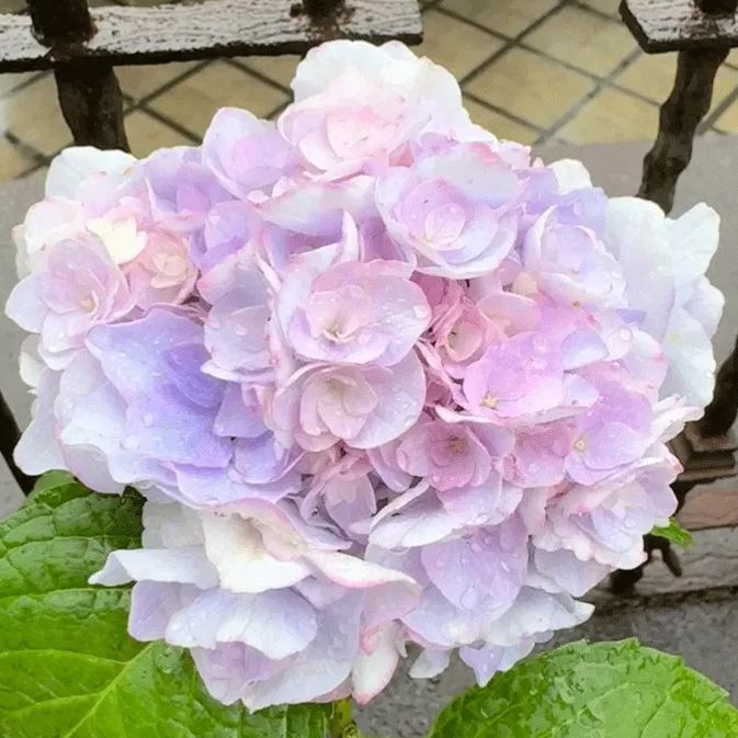 Hydrangea 'Miss Keiko'