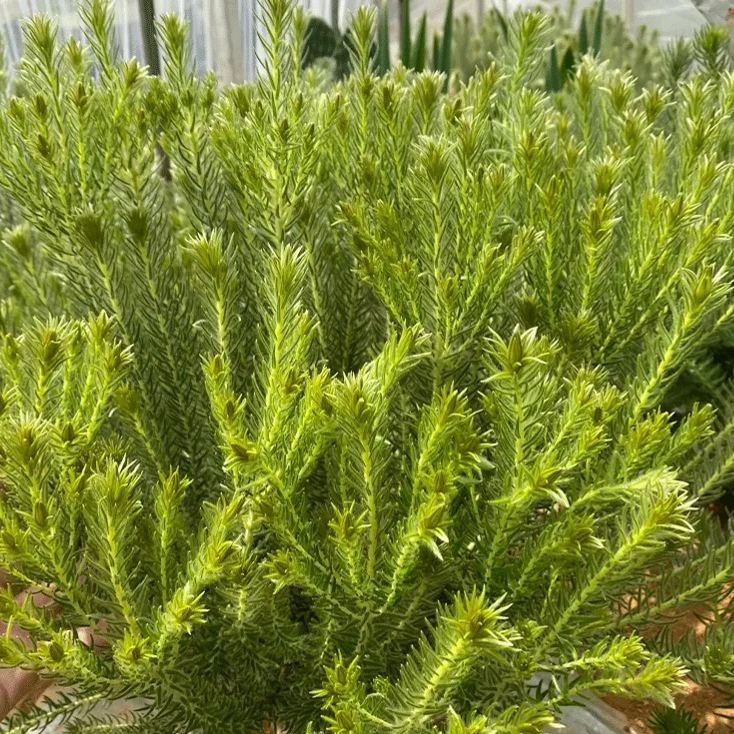 Phylica pubescens Aiton