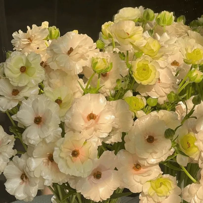 🌼 Enchanting Butterfly Ranunculus Seeds 🌼Perfect blend of magic and beauty!