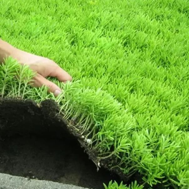 🌿Golden Carpet Linear Stonecrop Seed--King of Lawn