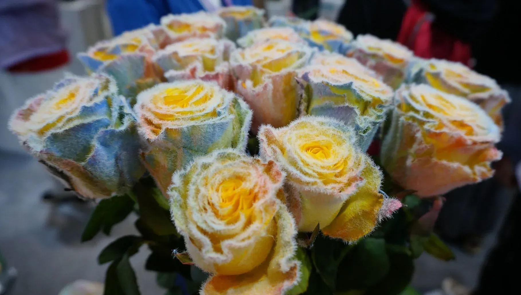 🌈 Rainbow Furry Rose – Grow the Magic! 🌱Seeds