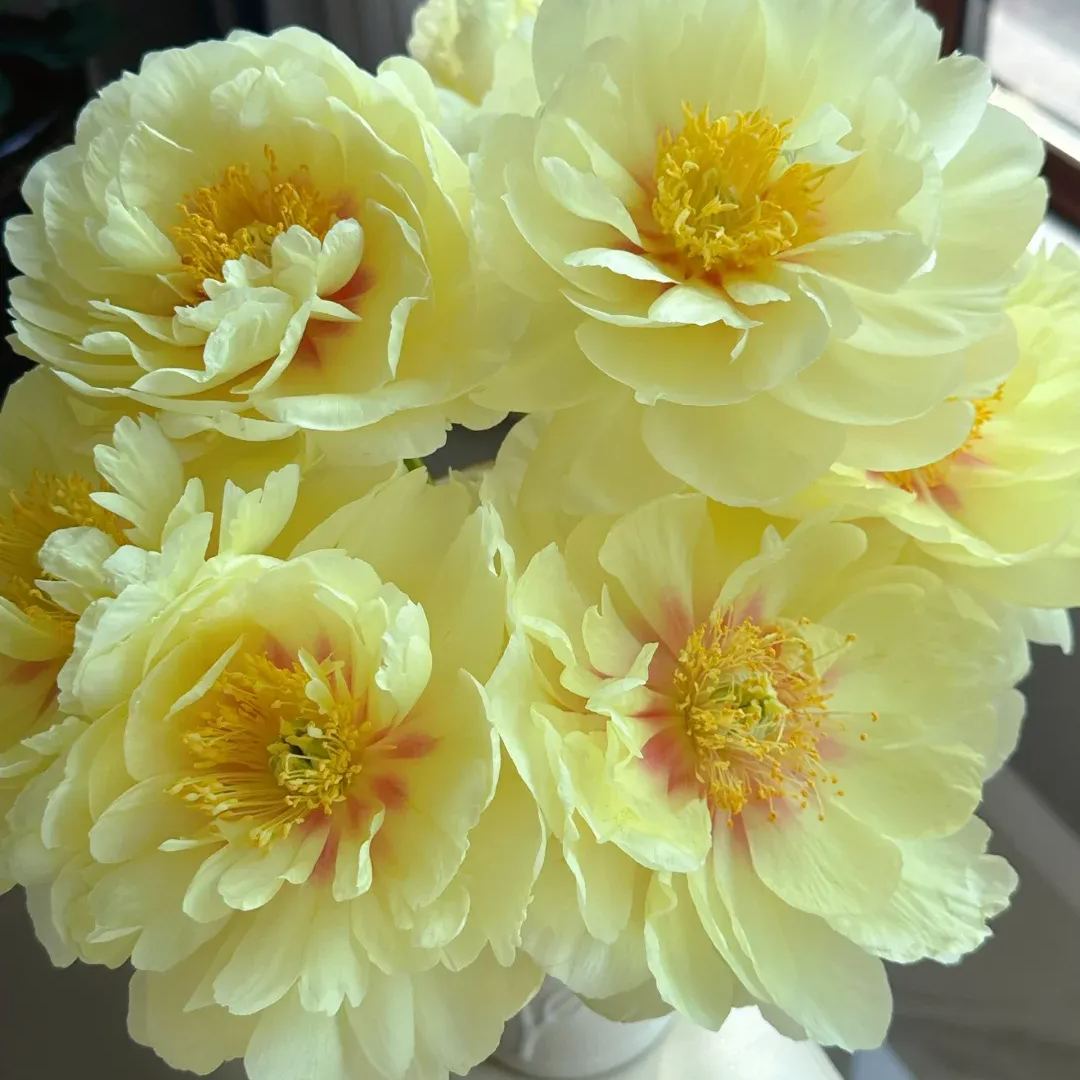 Over 5 Colors-Colorful Chinese Peony Flower