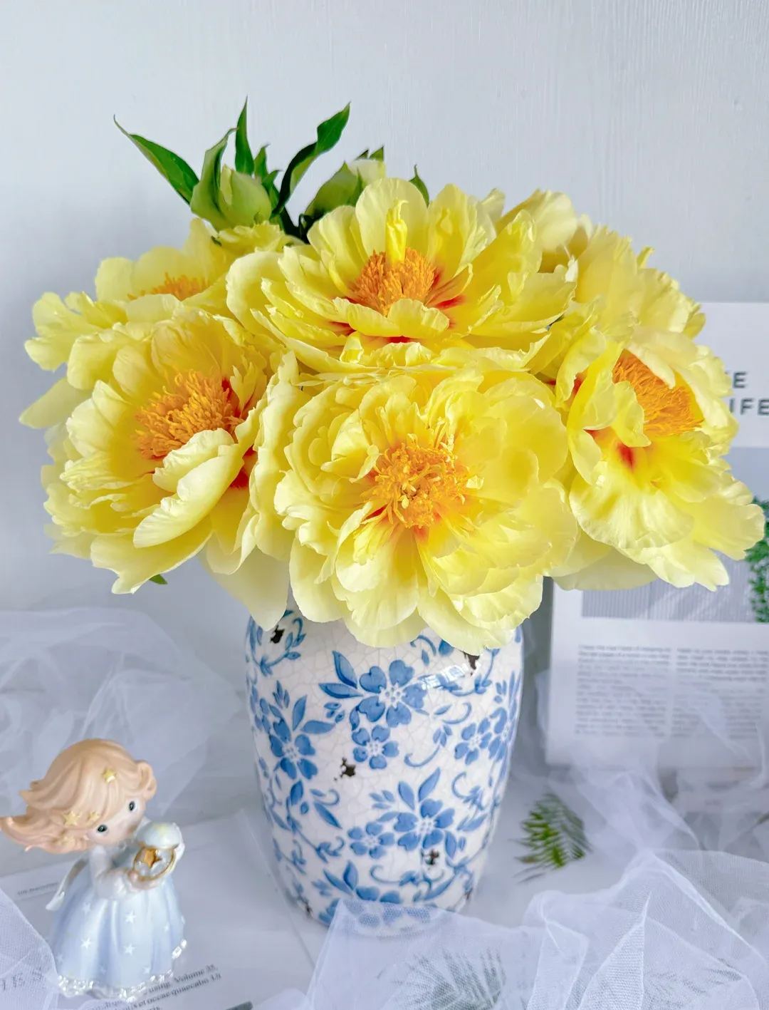 Over 5 Colors-Colorful Chinese Peony Flower