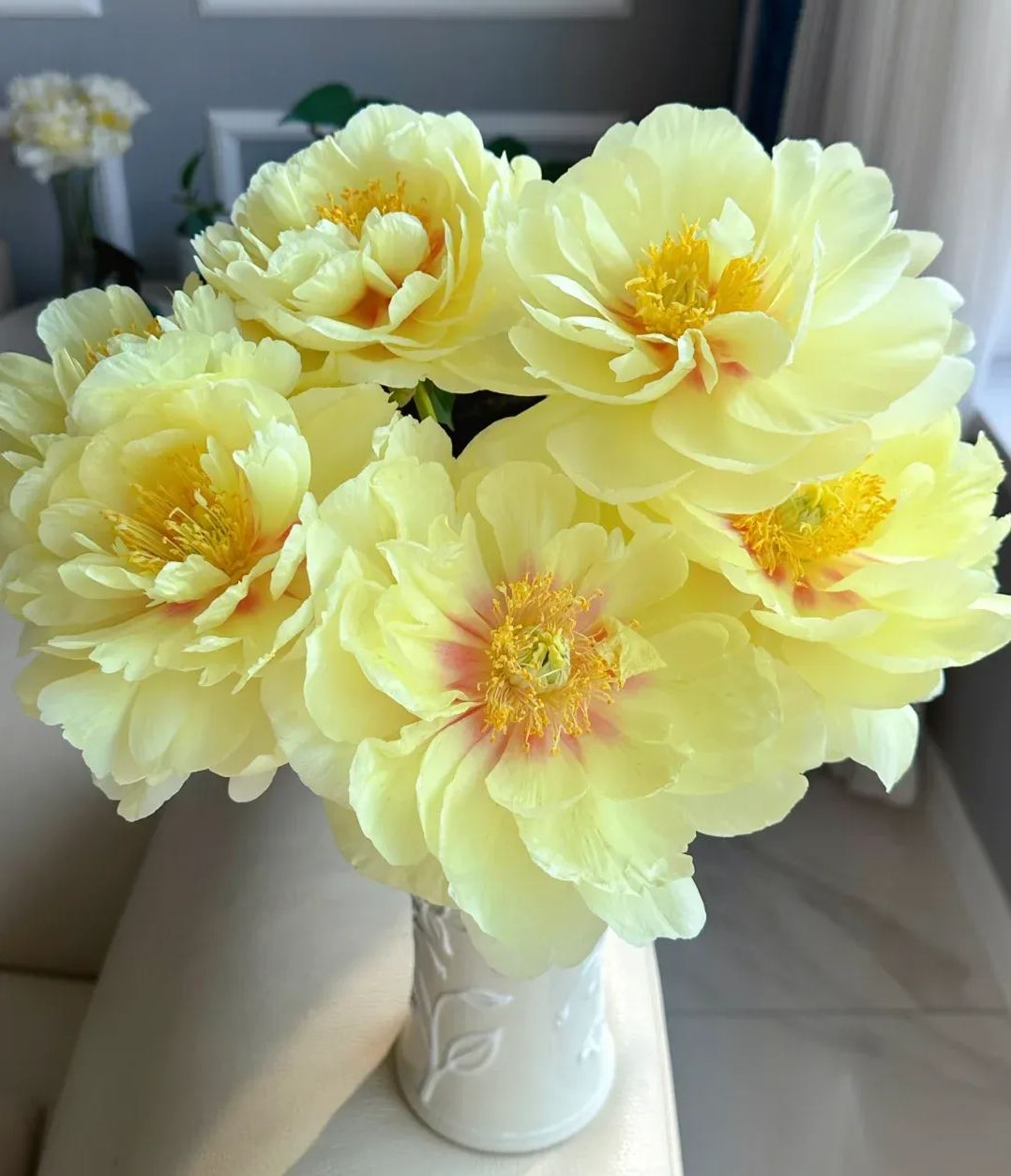 Over 5 Colors-Colorful Chinese Peony Flower