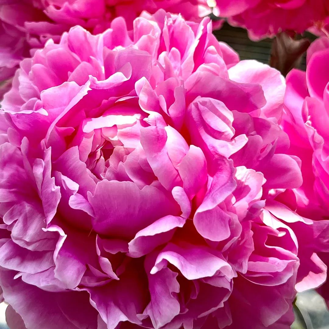 Over 5 Colors-Colorful Chinese Peony Flower