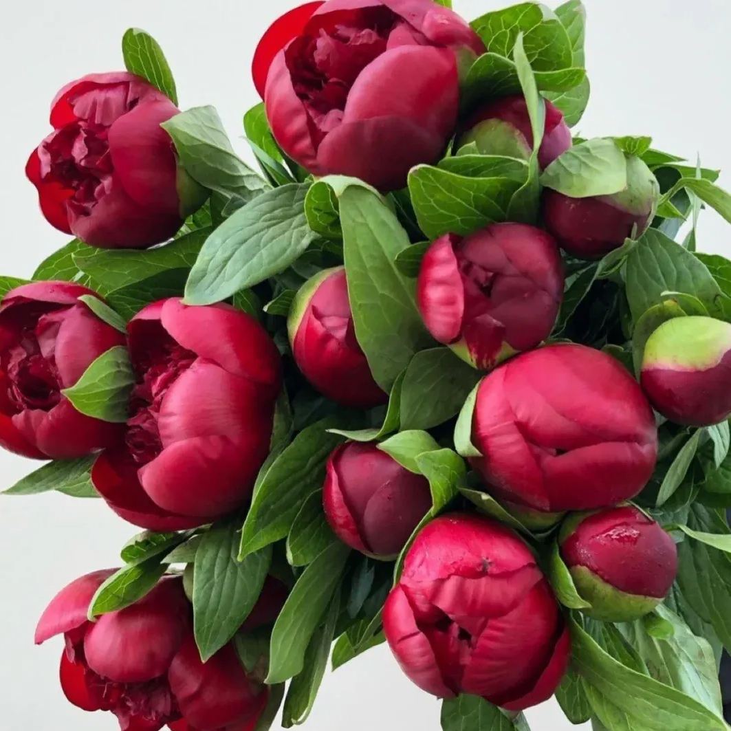 Over 5 Colors-Colorful Chinese Peony Flower