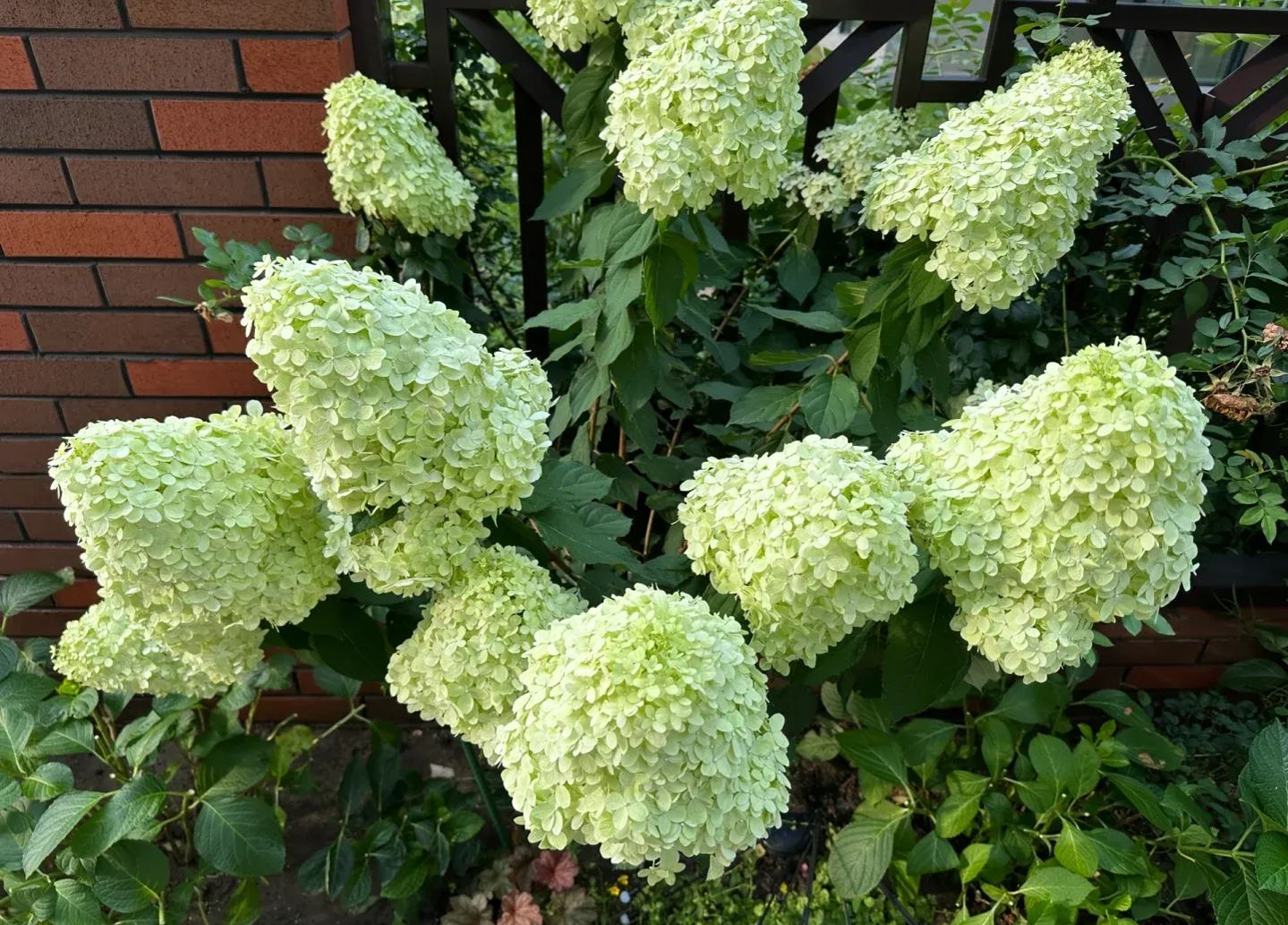 Strawberry Sundae Hydrangea