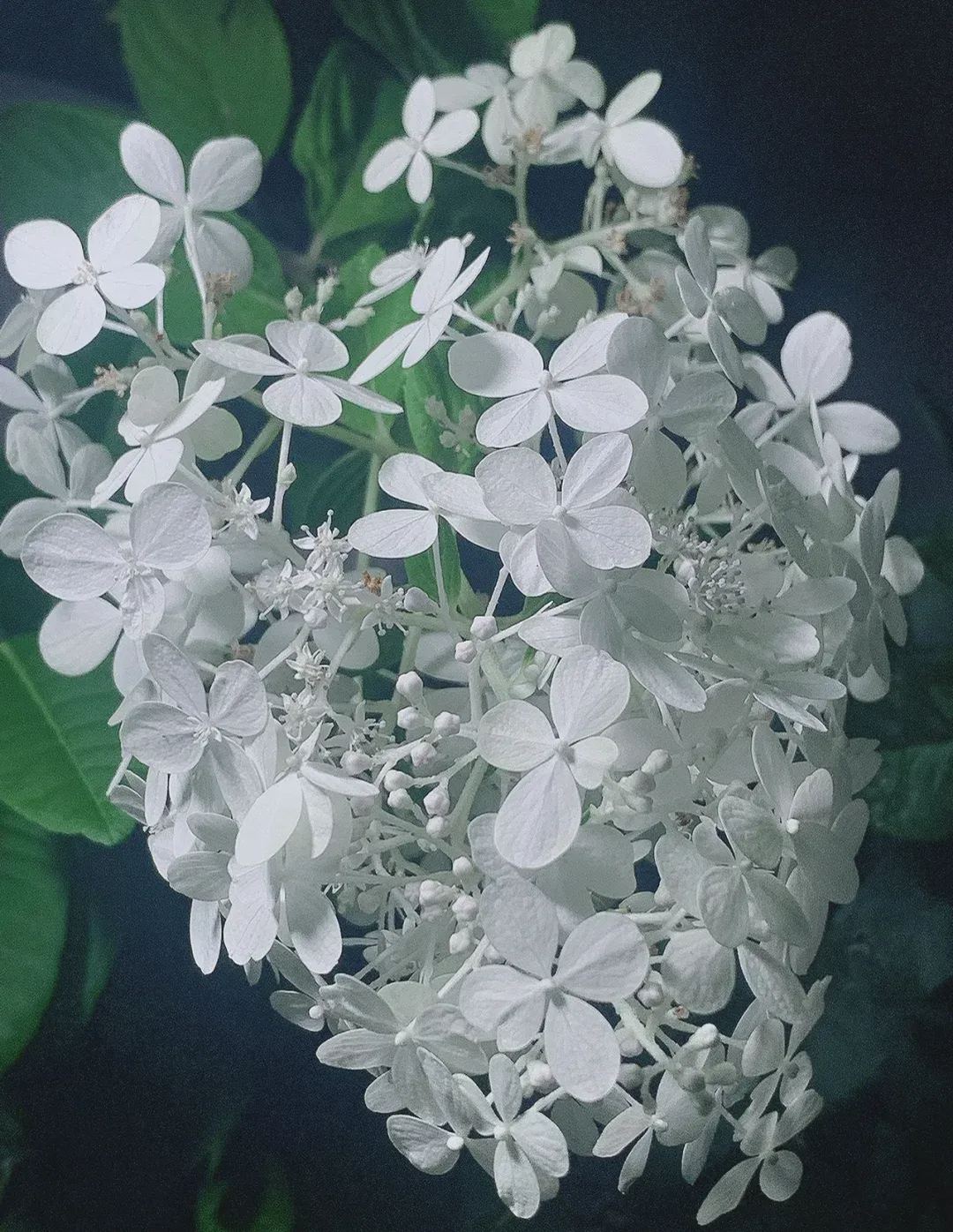 Strawberry Sundae Hydrangea