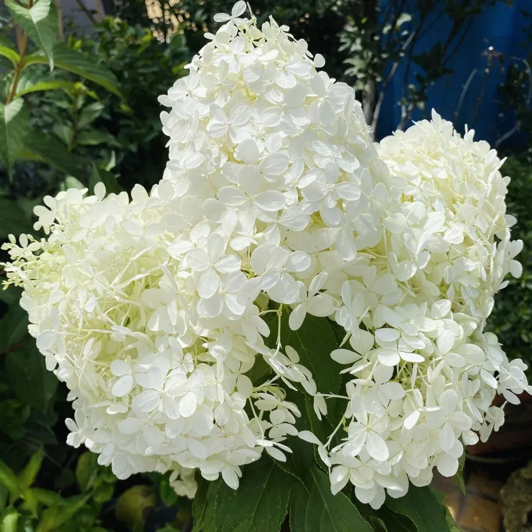Strawberry Sundae Hydrangea