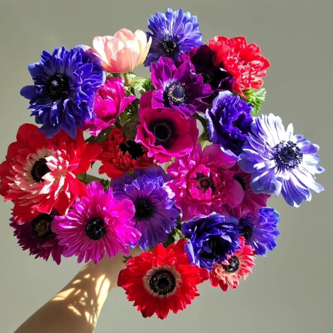 🌸 Double Anemone Seeds — Add Resilient Elegance to Your Garden!