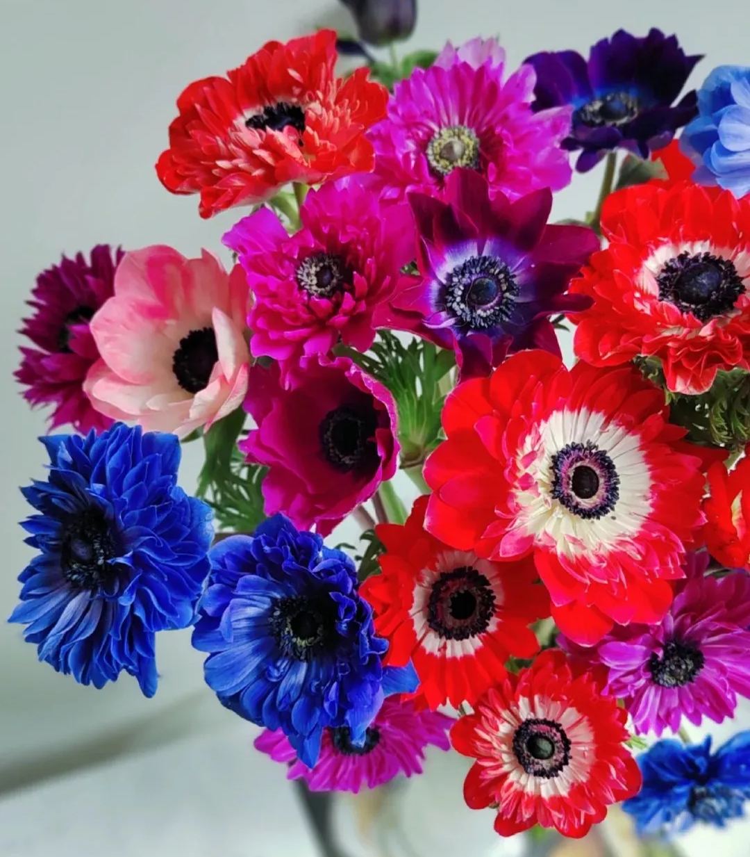 🌸 Double Anemone Seeds — Add Resilient Elegance to Your Garden!