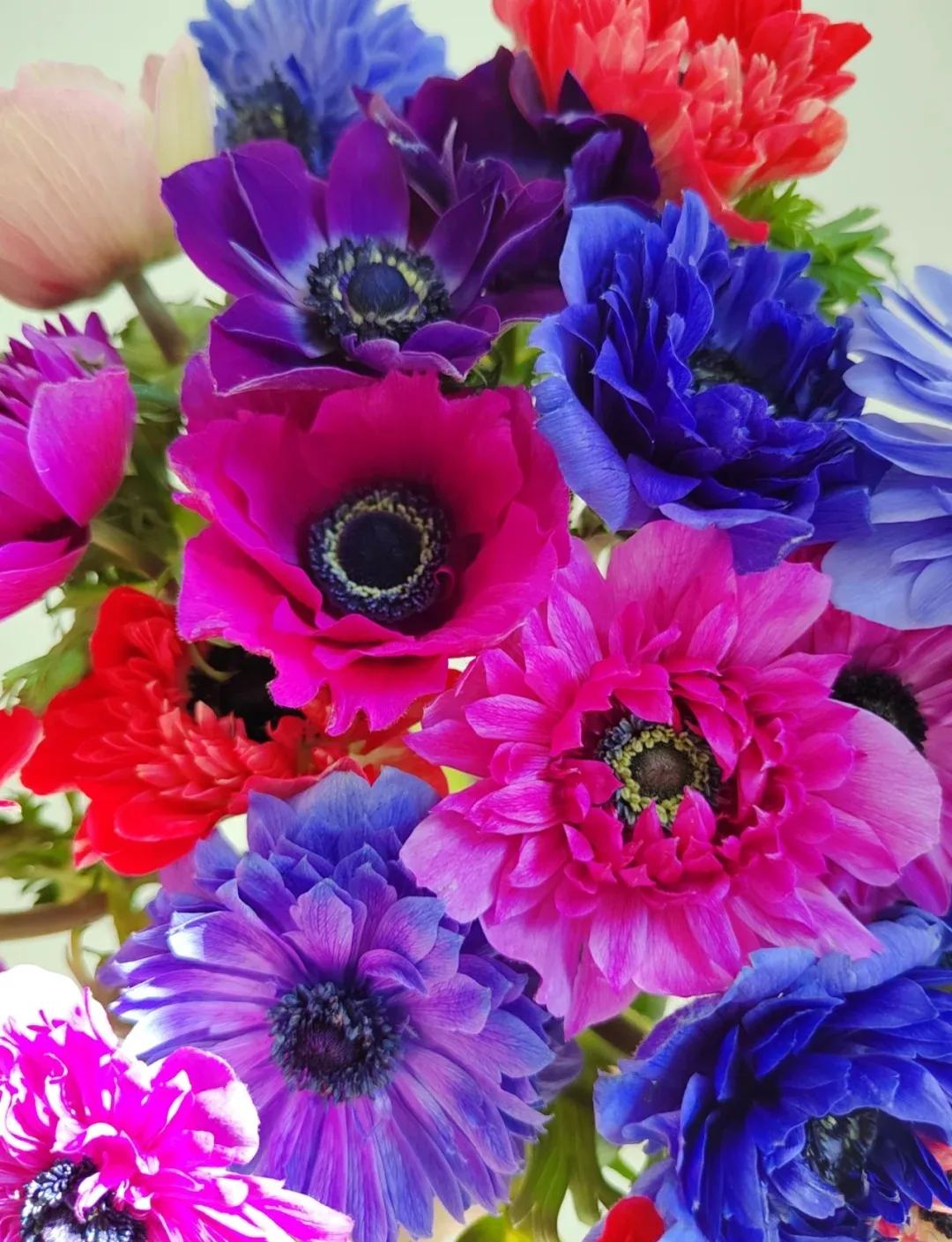 🌸 Double Anemone Seeds — Add Resilient Elegance to Your Garden!