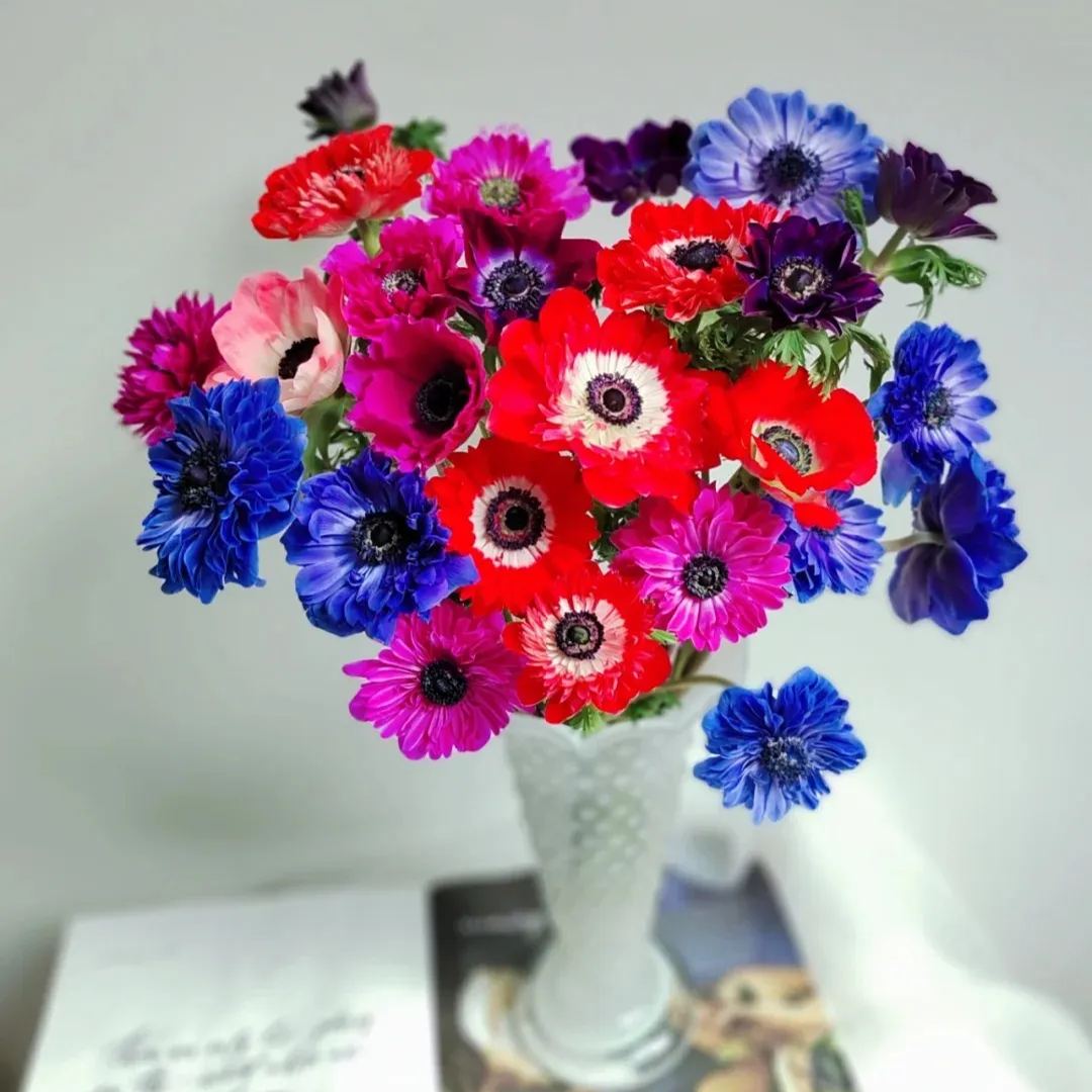 🌸 Double Anemone Seeds — Add Resilient Elegance to Your Garden!