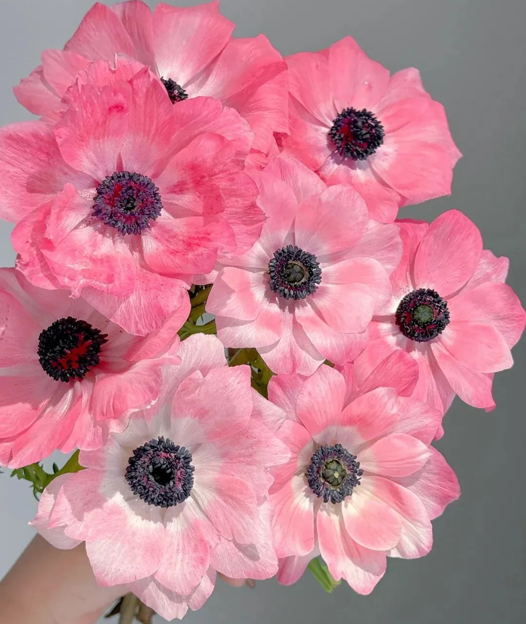 🌸 Double Anemone Seeds — Add Resilient Elegance to Your Garden!