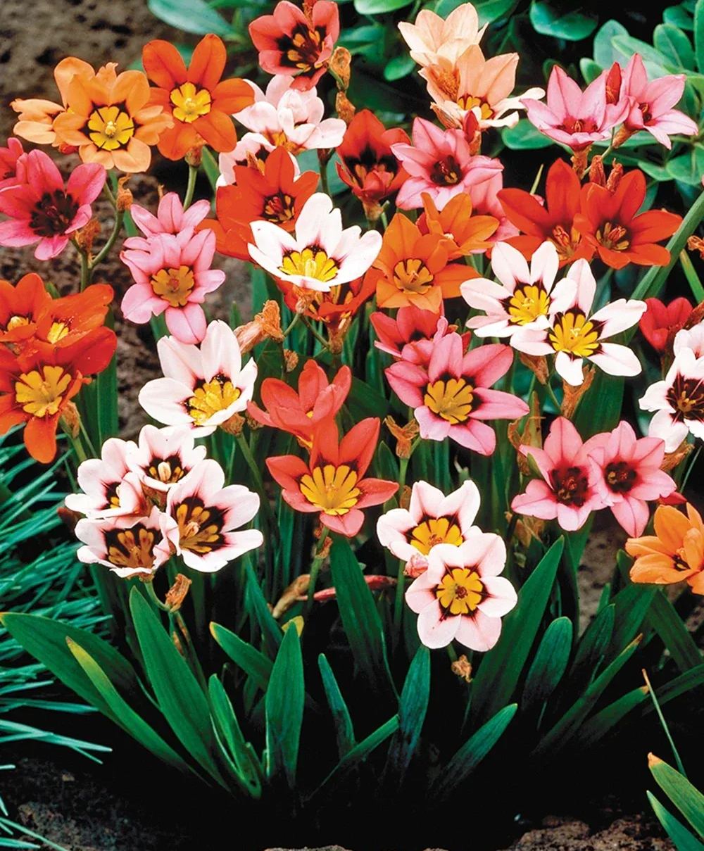 Enchant Your Garden with Geissorhiza Radians – The Stunning Tricolor Wandflower Bulb Collection