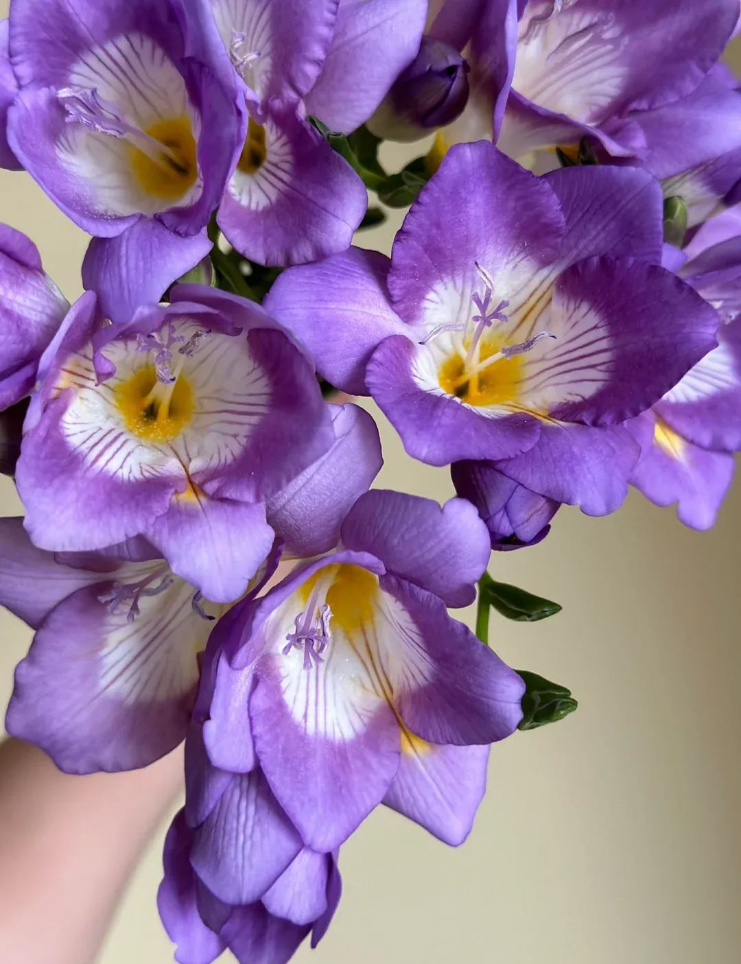 Freesia Bulbs-A Burst of Color & Fragrance! 🌸