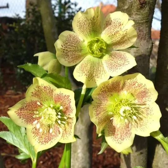 Helleborus Niger🌺Winter Knight Flower☃️
