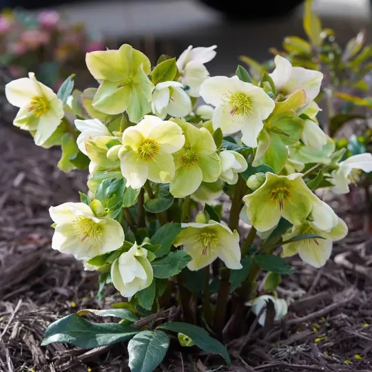 Helleborus Niger🌺Winter Knight Flower☃️