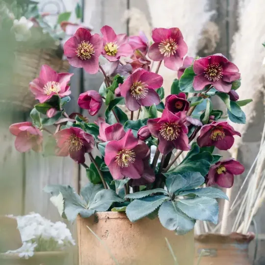 Helleborus Niger🌺Winter Knight Flower☃️