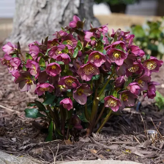 Helleborus Niger🌺Winter Knight Flower☃️