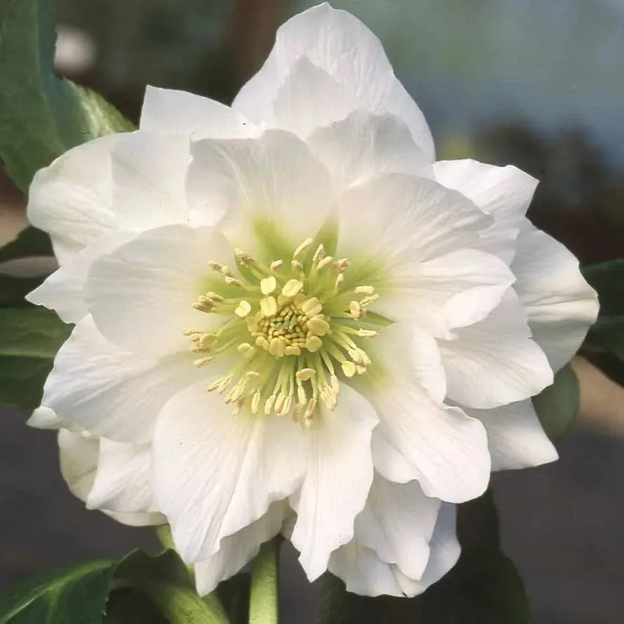 Helleborus Niger🌺Winter Knight Flower☃️