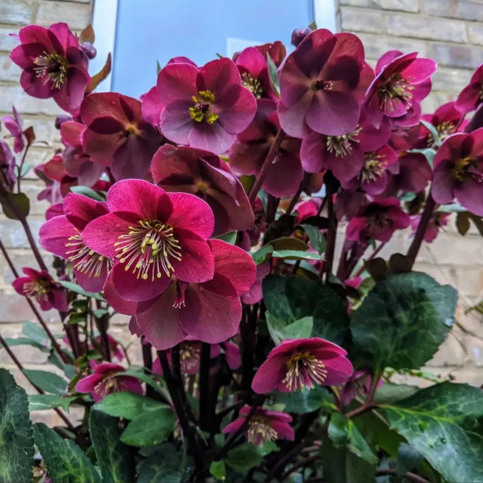 Helleborus Niger🌺Winter Knight Flower☃️