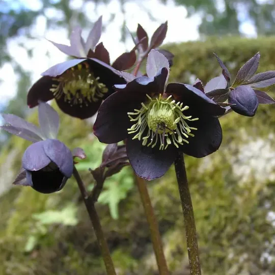 Helleborus Niger🌺Winter Knight Flower☃️