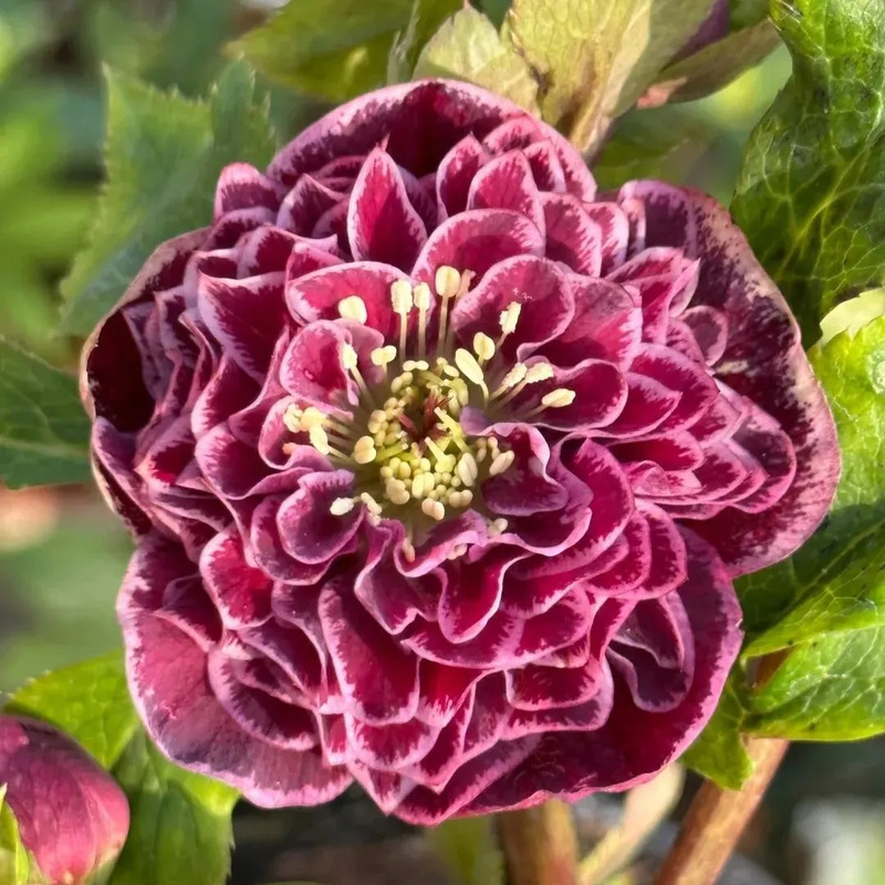Super Double Christmas Rose Seeds