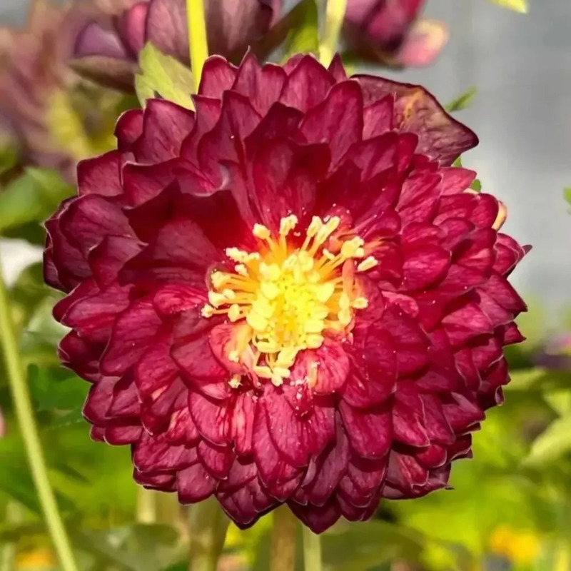 Super Double Christmas Rose Seeds