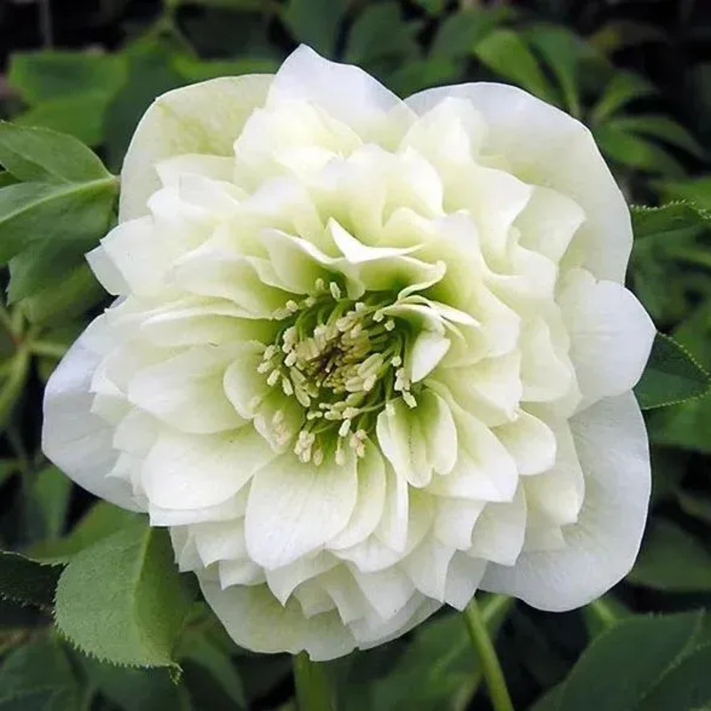 Super Double Christmas Rose Seeds