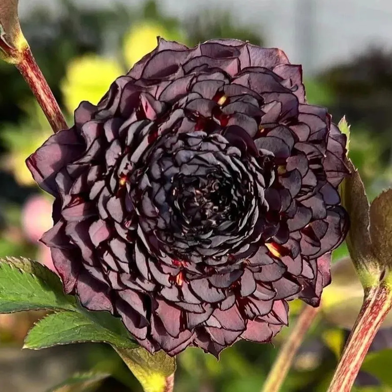 Super Double Christmas Rose Seeds