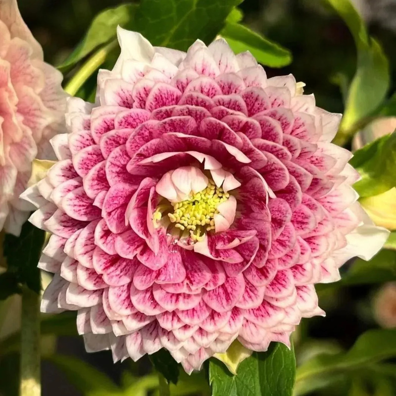 Super Double Christmas Rose Seeds
