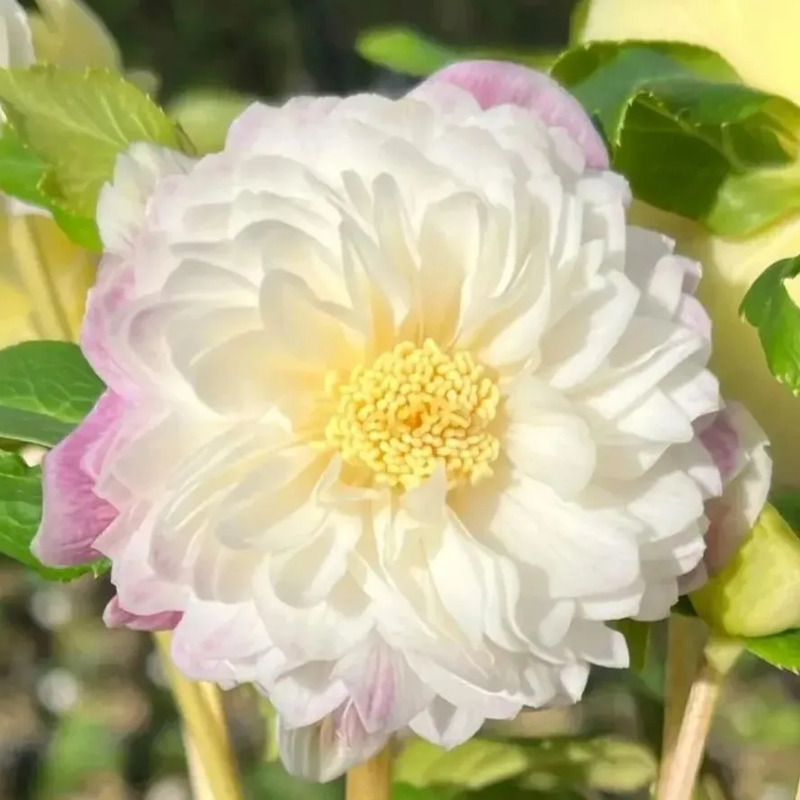 Super Double Christmas Rose Seeds