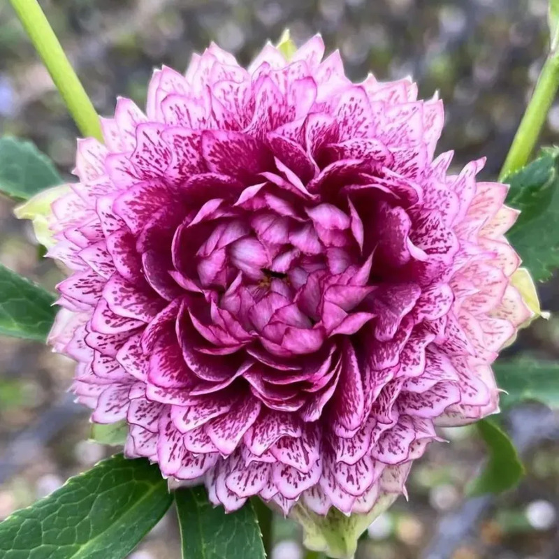 Super Double Christmas Rose Seeds