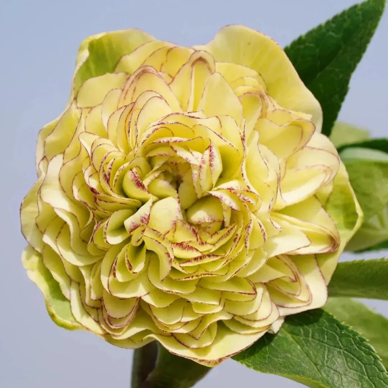 Super Double Christmas Rose Seeds
