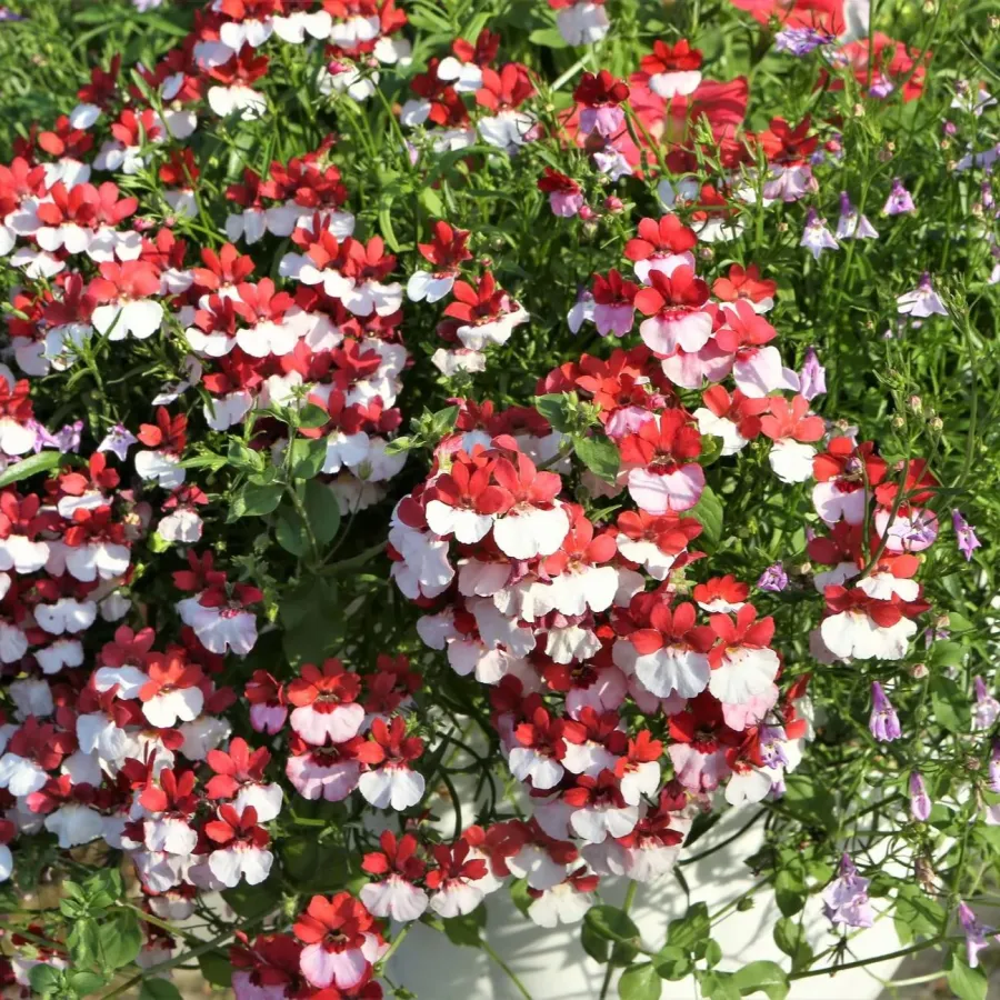 Red & White Nemesia Strumosa Flower Seeds🌸✨