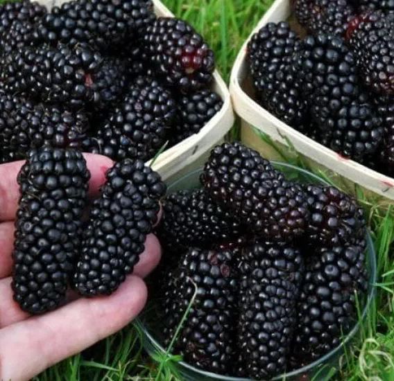 Sweet Giant Blackberry Seeds