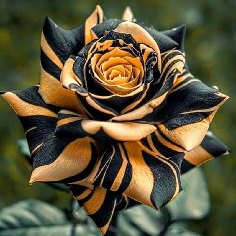 🌱Mandragora officinarum 'Galos Rose'🌺