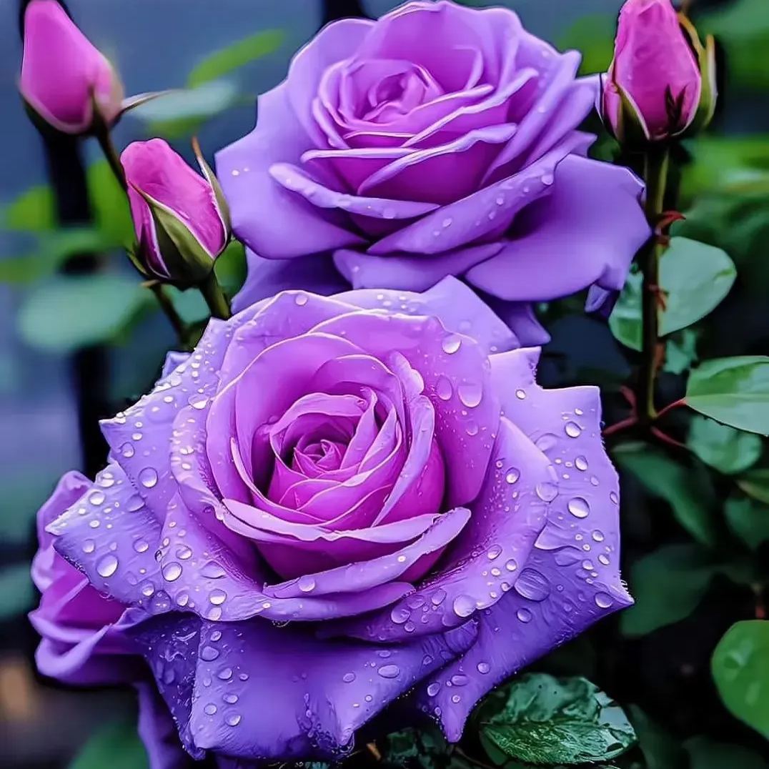 🌱Mandragora officinarum 'Galos Rose'🌺