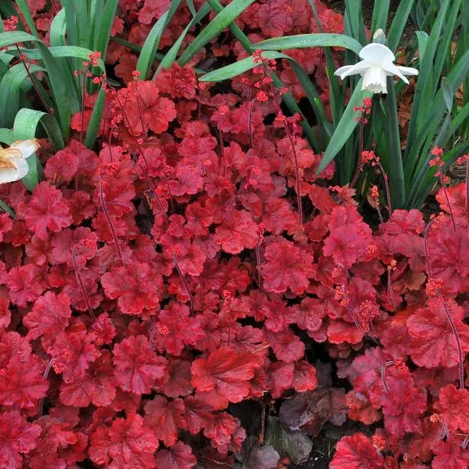 🌿🍁Heuchera Seeds– Elegant Color, All Year Long | Thrives in shade, softens any space | Brings quiet beauty to your garden. ✨
