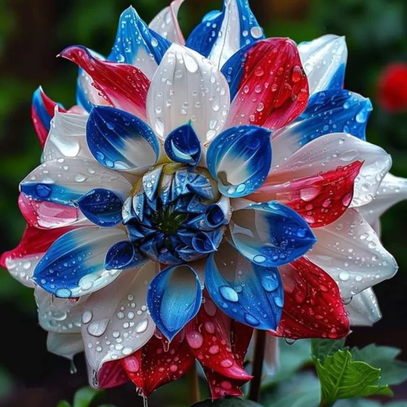 new🌸Mixed Dahlia Seeds🌸