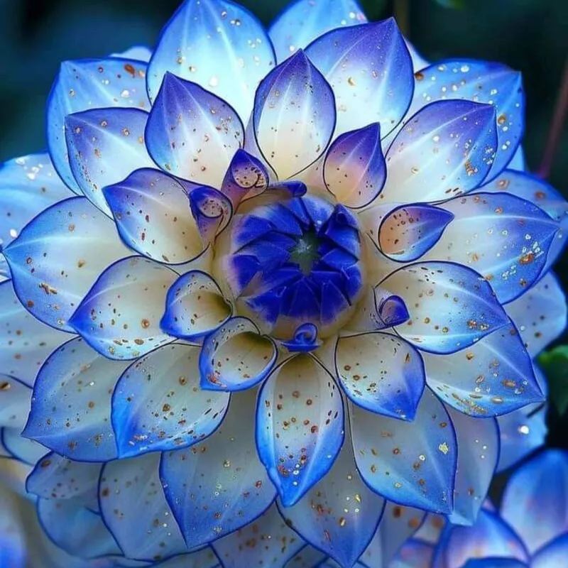 new🌸Mixed Dahlia Seeds🌸