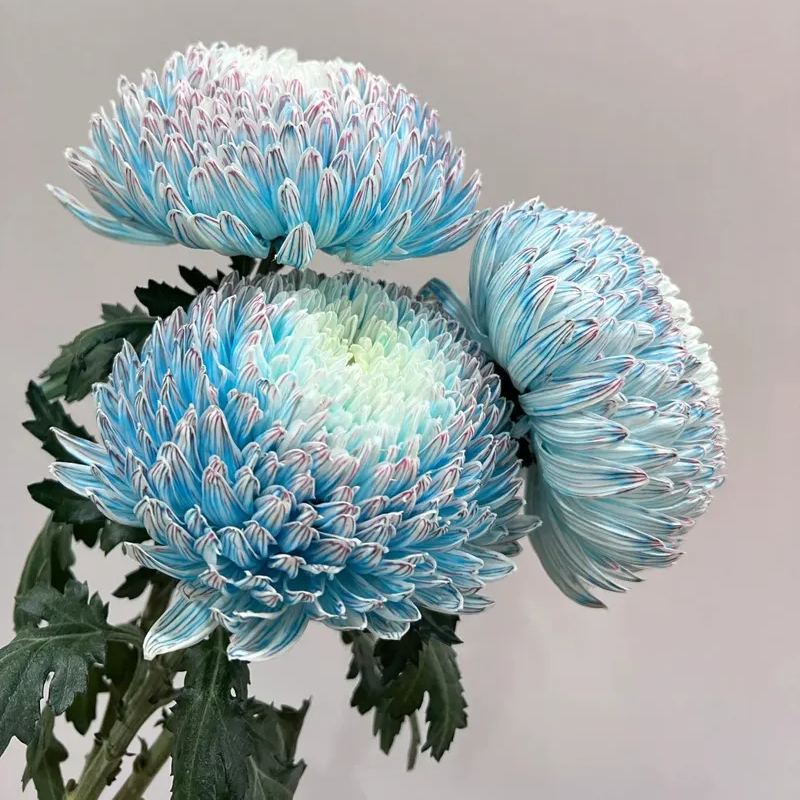 🎋color absorbing peony chrysanthemum 35%OFF🥳
