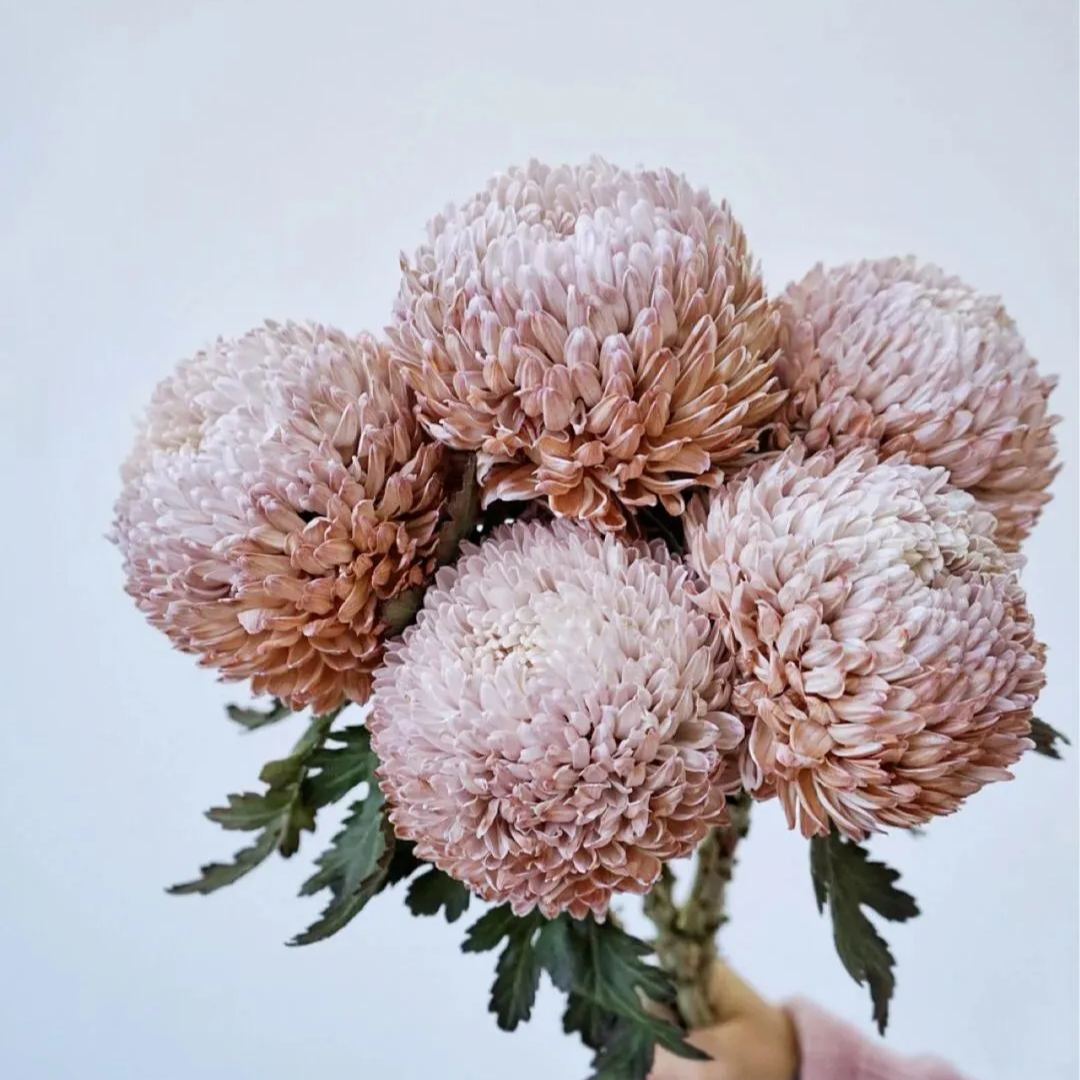 🎋color absorbing peony chrysanthemum 35%OFF🥳