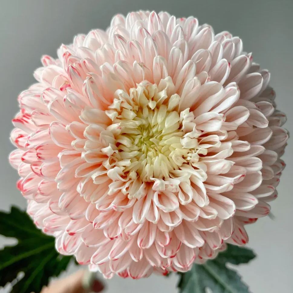🎋color absorbing peony chrysanthemum 35%OFF🥳