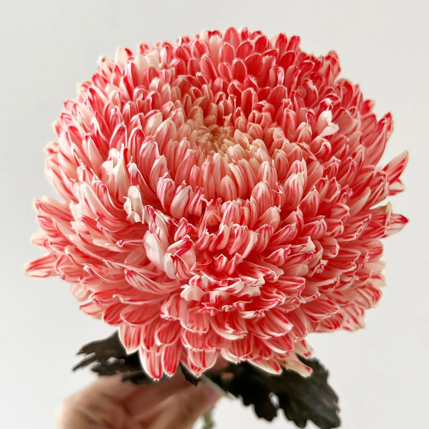 🎋color absorbing peony chrysanthemum 35%OFF🥳