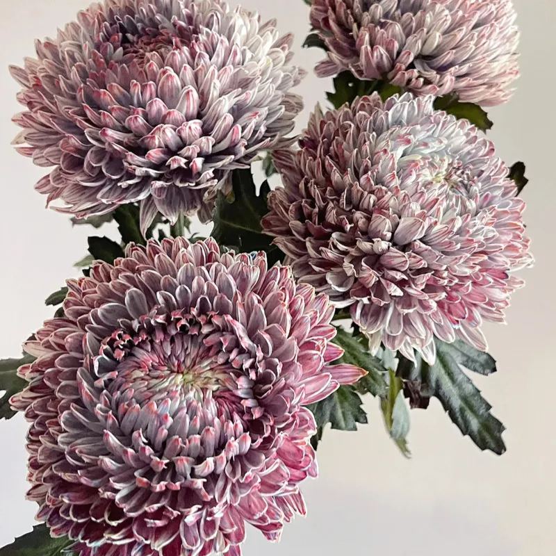 🎋color absorbing peony chrysanthemum 35%OFF🥳