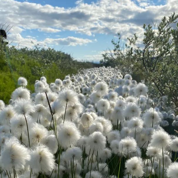 🐑White-haired Cotton Grass🐑-Elegant Wetland Beauty for Eco-Friendly Landscaping